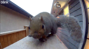 Blink Outdoor 4 camera squirrel