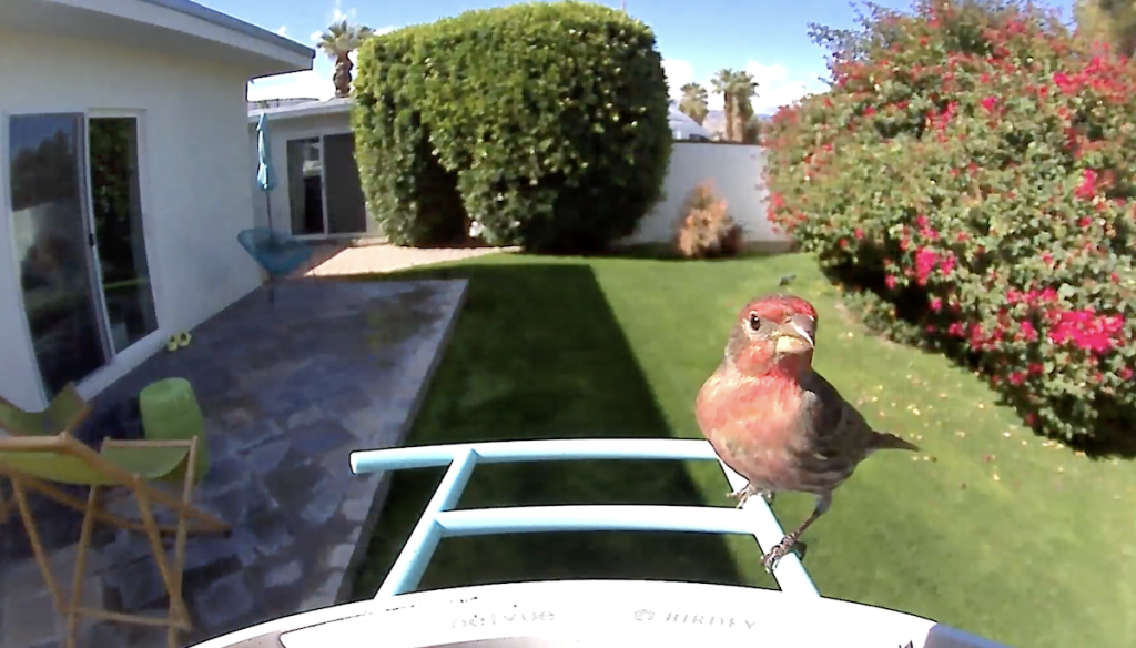 Birdfy smart feeder camera